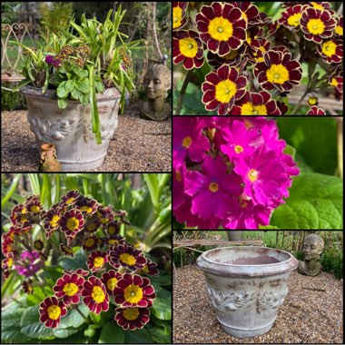 Primula Red Lace