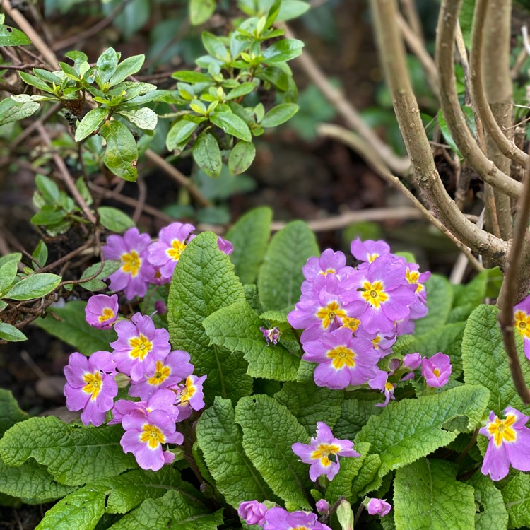 plant image 1243902