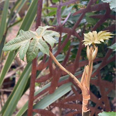 Tetrapanax papyrifera 'Rex'