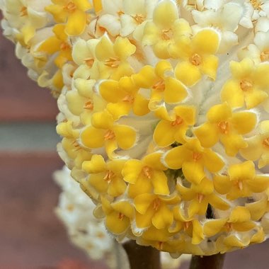 Edgeworthia chrysantha