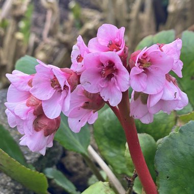 Bergenia