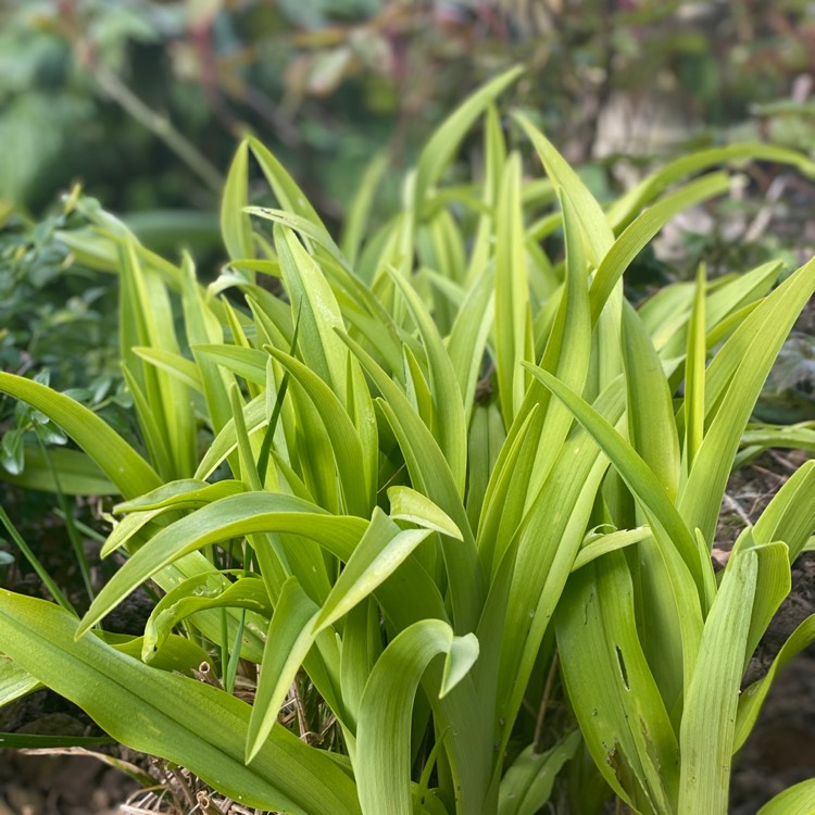 plant image 1253880