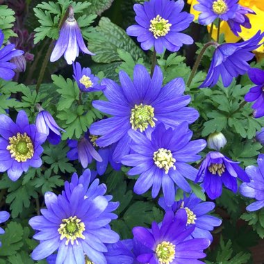 Anemone blanda 'Blue Shades'