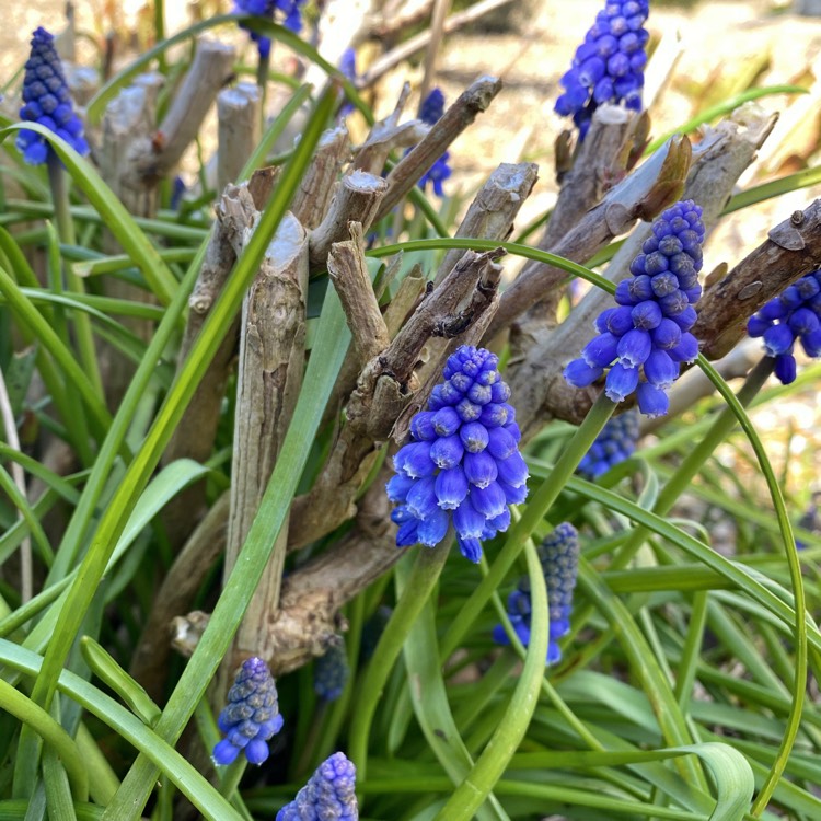 plant image 1258349