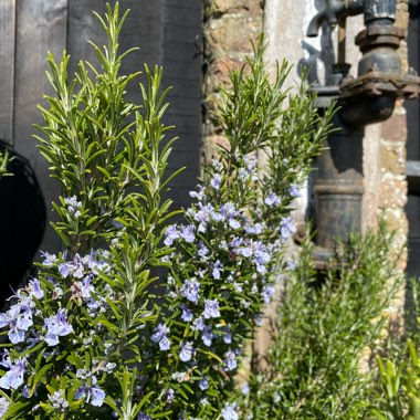 Salvia rosmarinus  syn. Rosmarinus officinalis