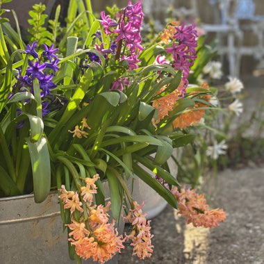Hyacinthus orientalis 'Gipsy Queen'