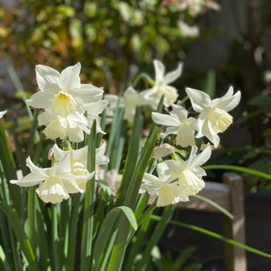 Narcissus 'Thalia' syn. Narcissus triandrus 'Thalia'
