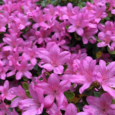 Rhododendron 'Kermesina'