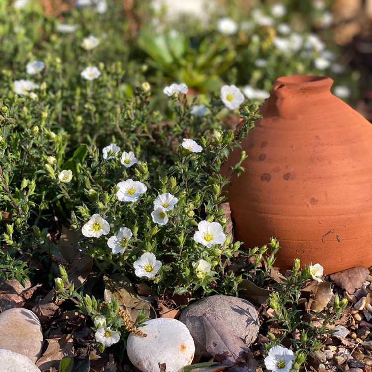 plant image 1274202