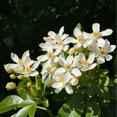 Choisya ternata