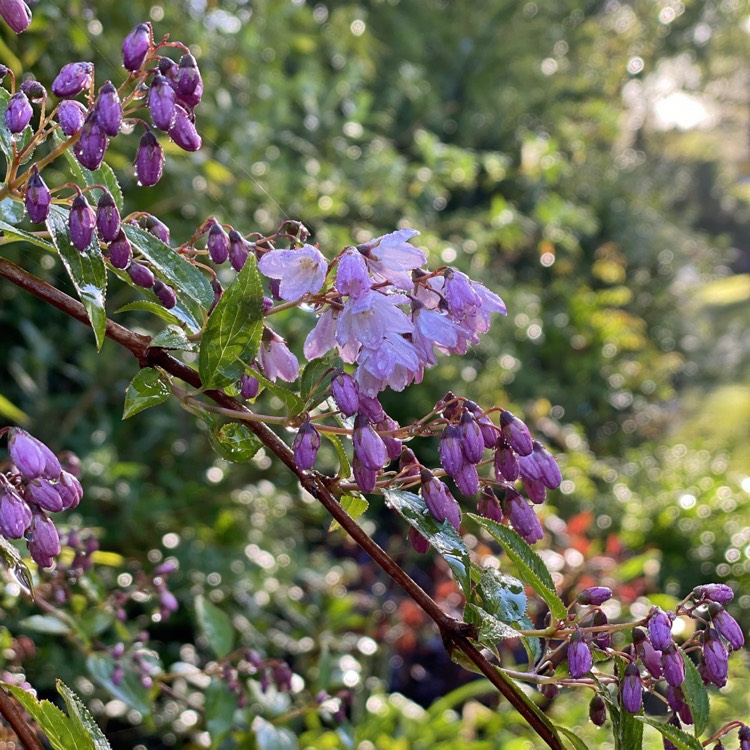 plant image 1283550 plant image 1283550