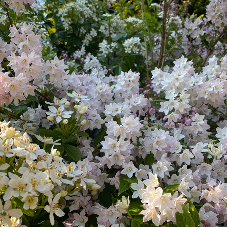 plant image 1288197 plant image 1288197