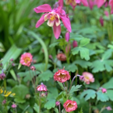 Geum 'Pink Petticoats'