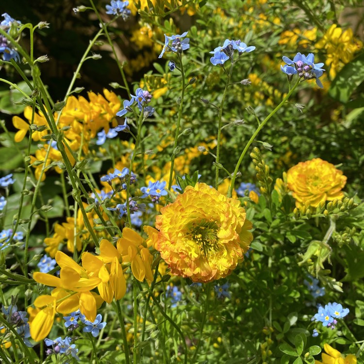 plant image 1296068