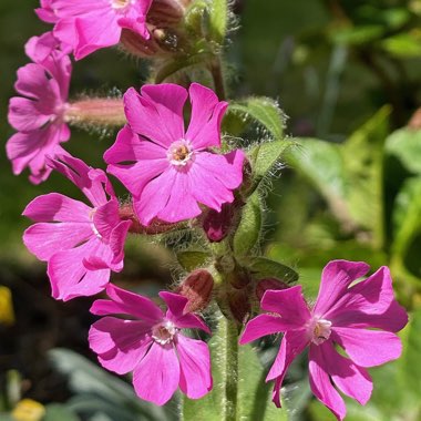 Silene dioica