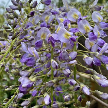 Wisteria sinensis