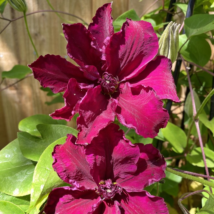 Plant image Clematis viticella 'Royal Velours'