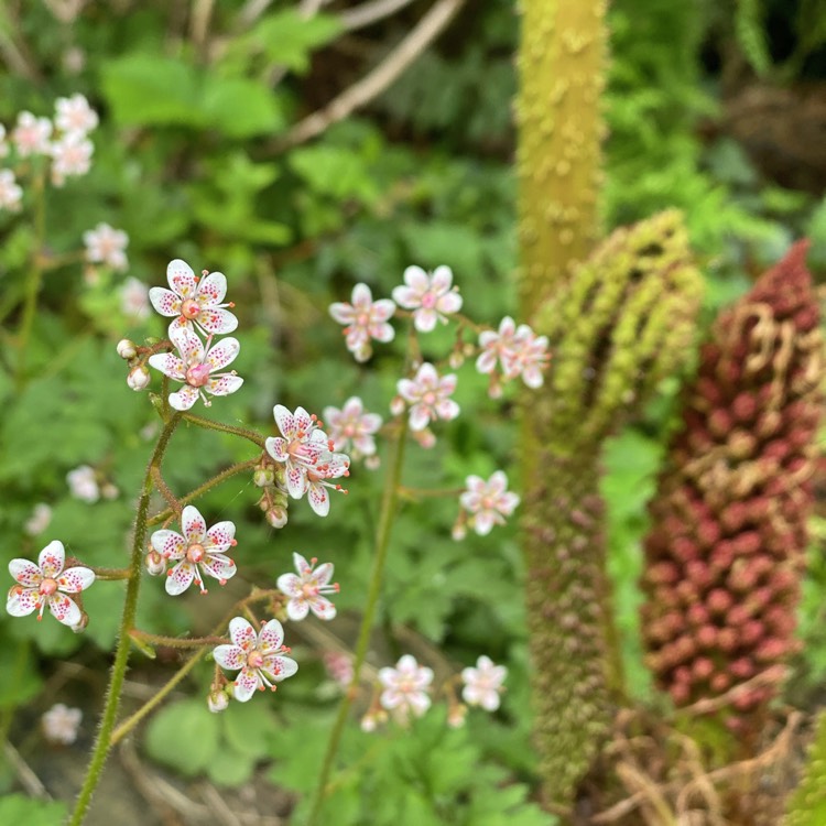 plant image 1302858 plant image 1302858