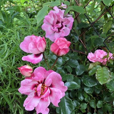 Rosa 'Albravo' syn. Rosa 'Angel Eyes'