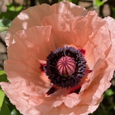 Papaver (Oriental Group) 'Prinzessin Victoria Louise' syn. Papaver orientale 'Princess Victoria Louise'