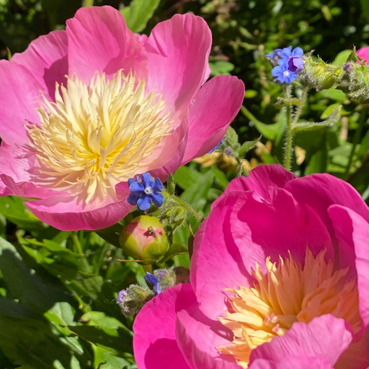Plant image Paeonia lactiflora 'Bowl of Beauty'