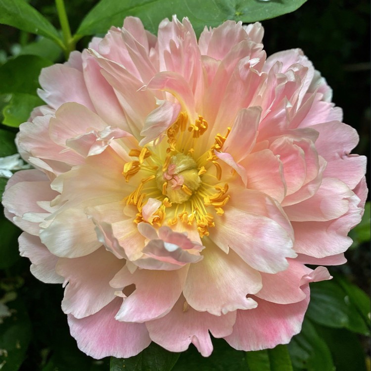 plant image 1310774
