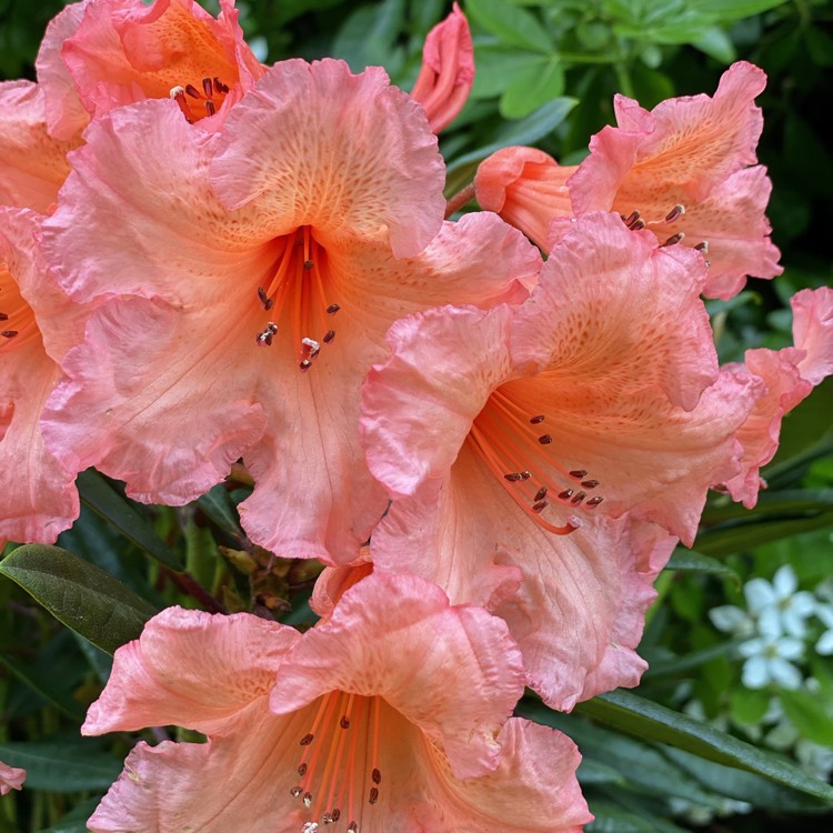 Plant image Rhododendron 'Tortoiseshell Orange'