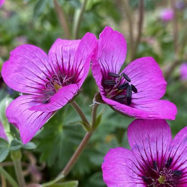 Geranium (Cinereum Group) 'Noortjjsil' syn. Geranium 'Jolly Jewel Silver'