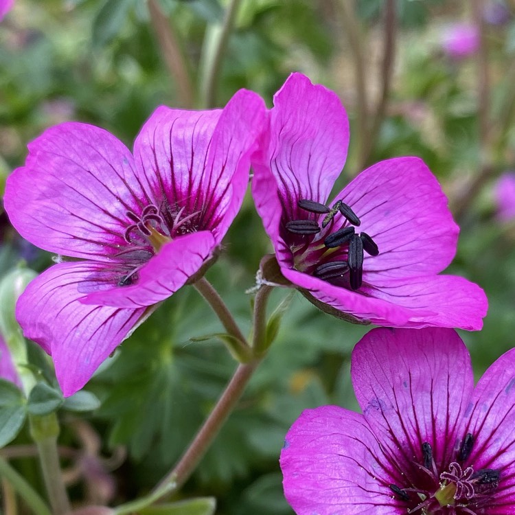 plant image 1313197