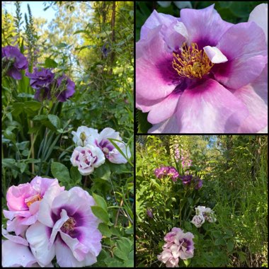 Rosa 'Pejbigeye' syn. Rosa 'Eyes For You', Rosa 'Blue Eyes'