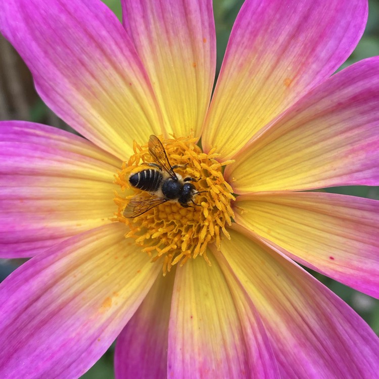 Plant image Dahlia 'Bright Eyes'