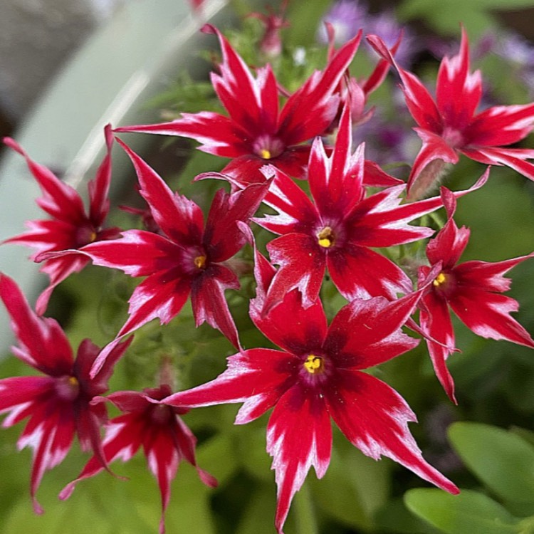 plant image 1336663