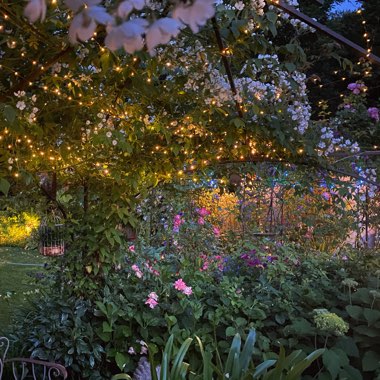 Dan's garden