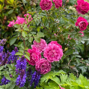 Floribunda Rose 'My Mum'