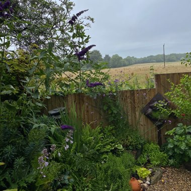 Dan's garden