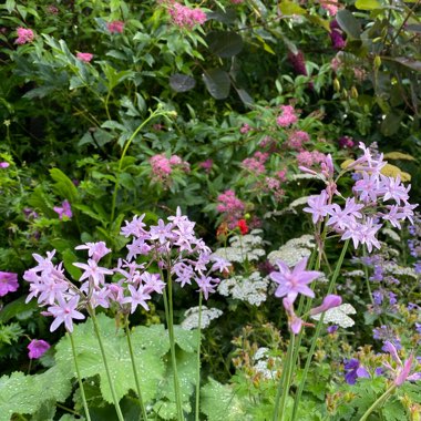 Tulbaghia violacea