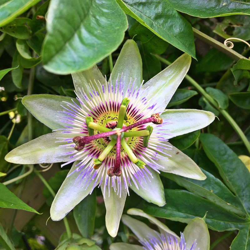 Passiflora, Passion Flower - uploaded by @dan5584