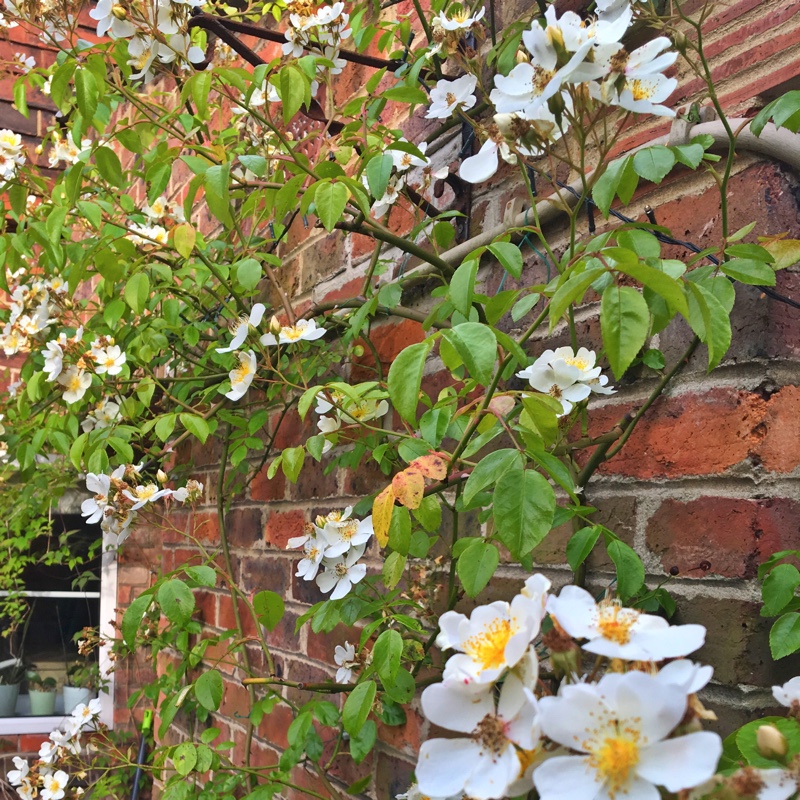 Plant image Rosa 'Bobbie James'