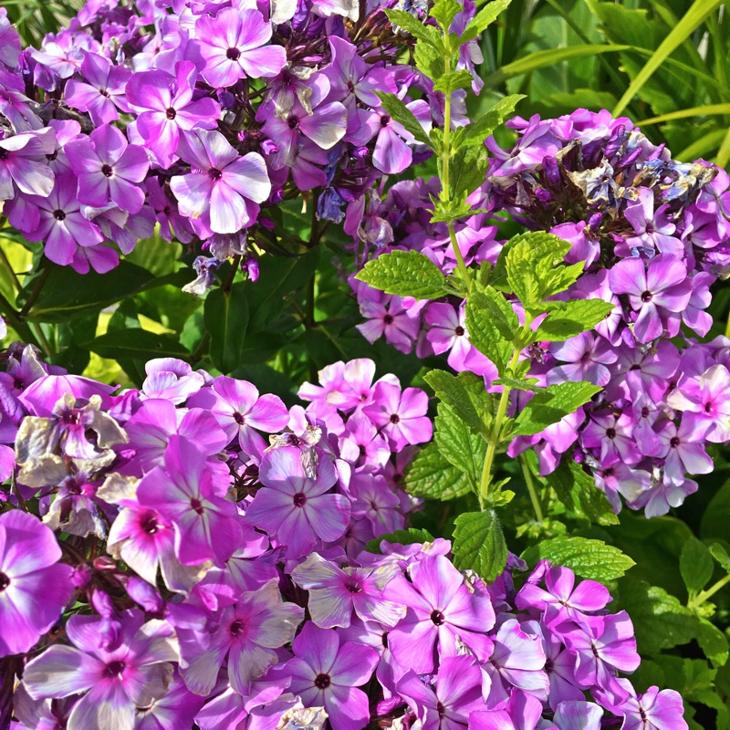 plant image 154571