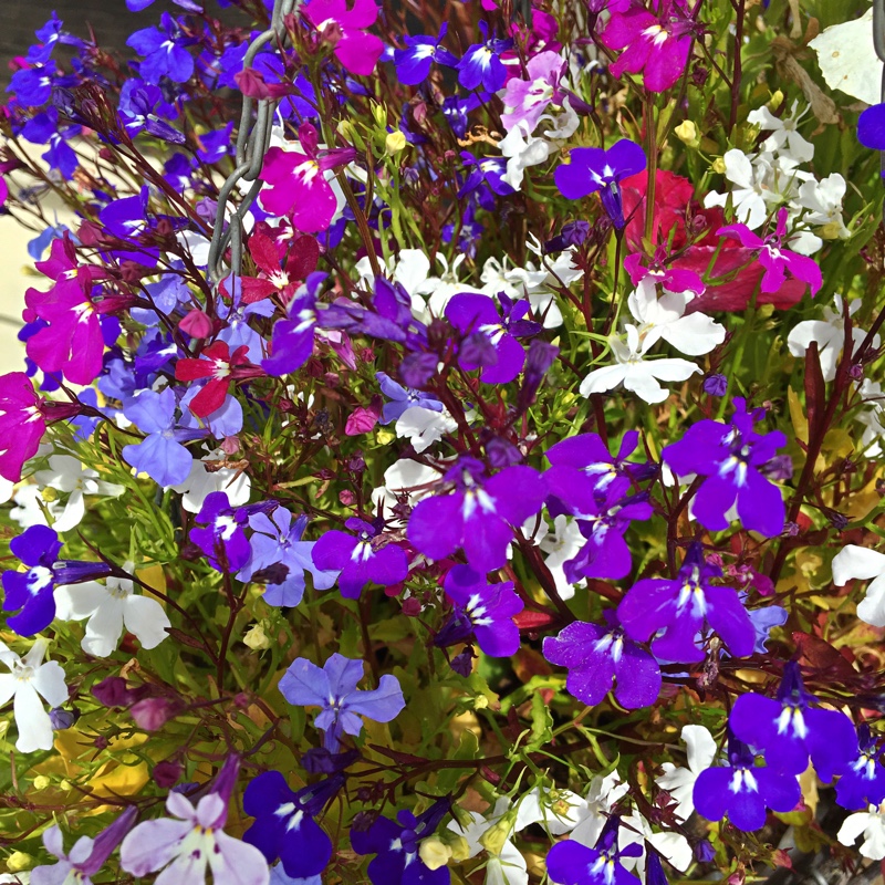 plant image 154573