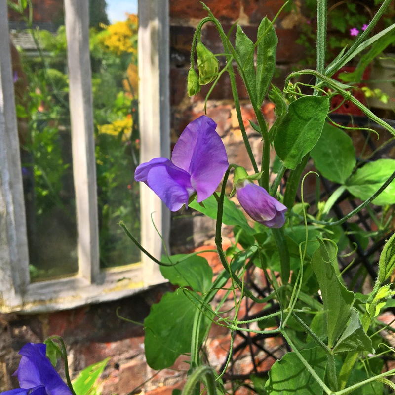 Lathyrus odoratus
