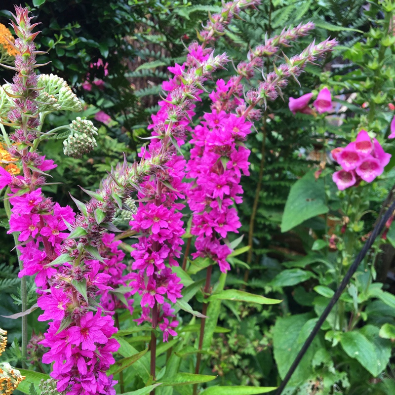 Plant image Lythrum salicaria