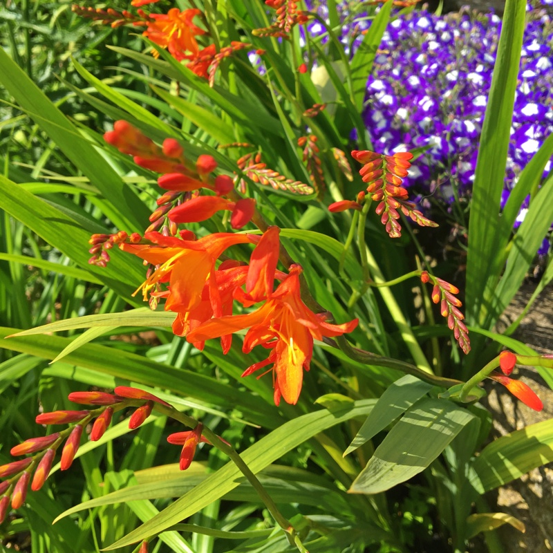 plant image 163763 plant image 163763