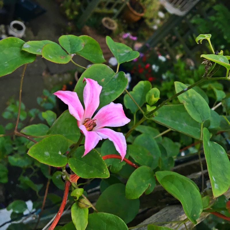 plant image 165490