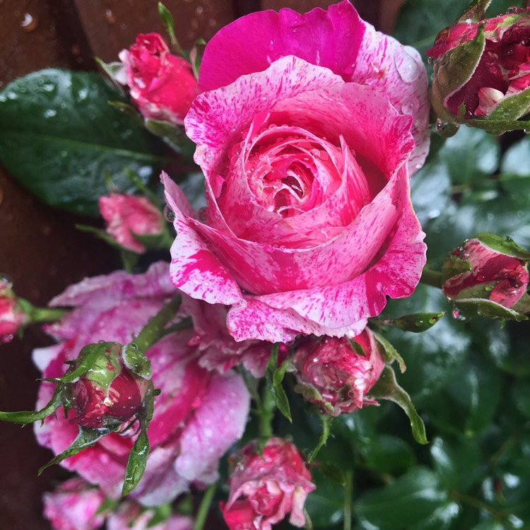 Plant image Rosa gallica 'Versicolor' syn. Rosa mundi, Rosa 'Mundi', Rosa mundi 'Versicolor'