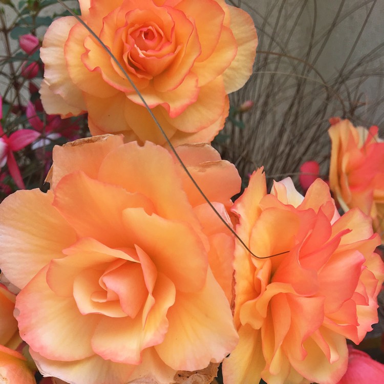 Plant image Begonia 'Sunset Yellow Champagne'