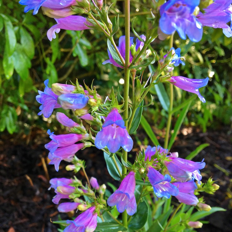 Plant image Penstemon 'Heavenly Blue'