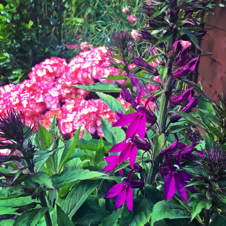 Plant image Lobelia x speciosa 'Hadspen Purple'