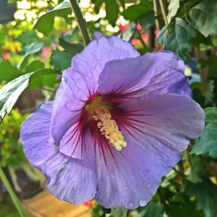 plant image 489607