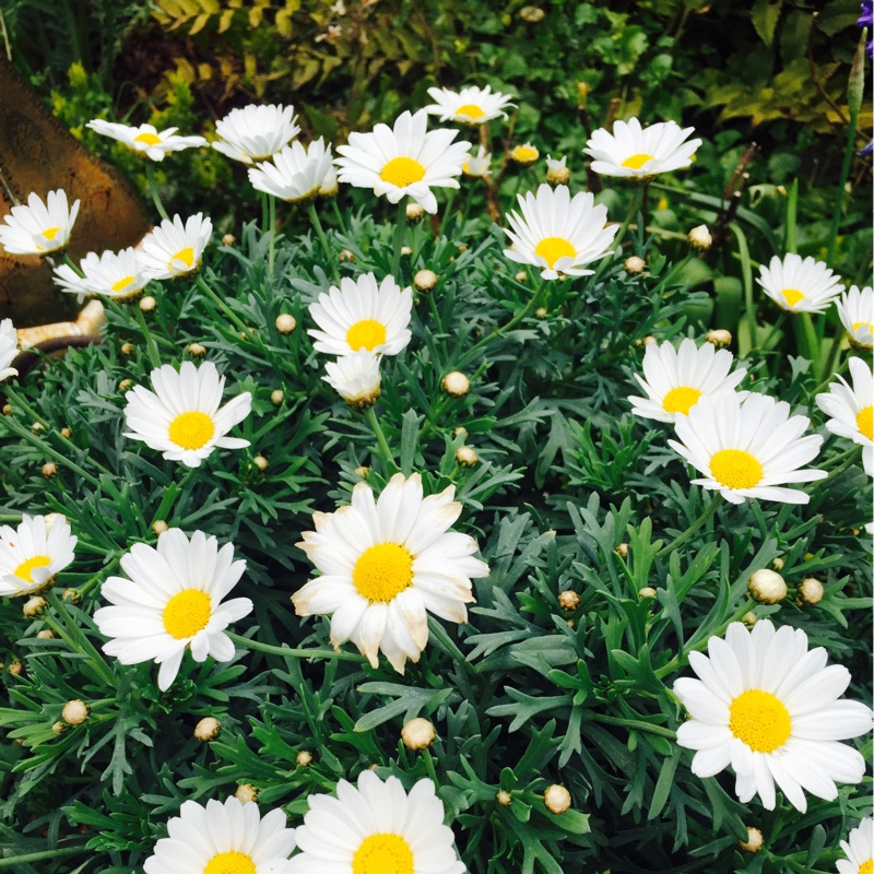 Plant image Leucanthemum x superbum 'Silver Princess'